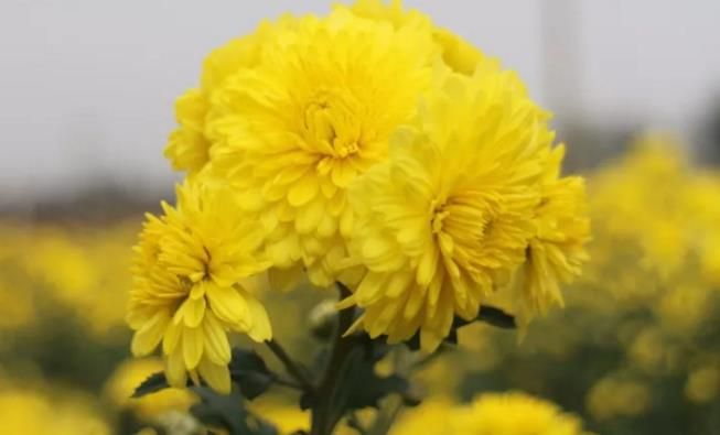 千畝云臺冰菊盛開，誠邀您蒞臨免費參觀！