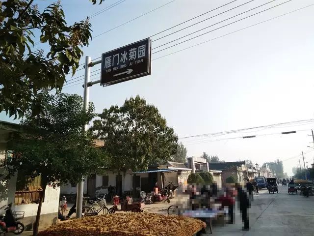 如何找到云臺(tái)冰菊？怎樣找到云臺(tái)冰菊？