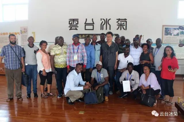 目測這朵菊花要火，國外專家為它頻頻而來······